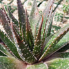 Aristaloe aristata hybrid