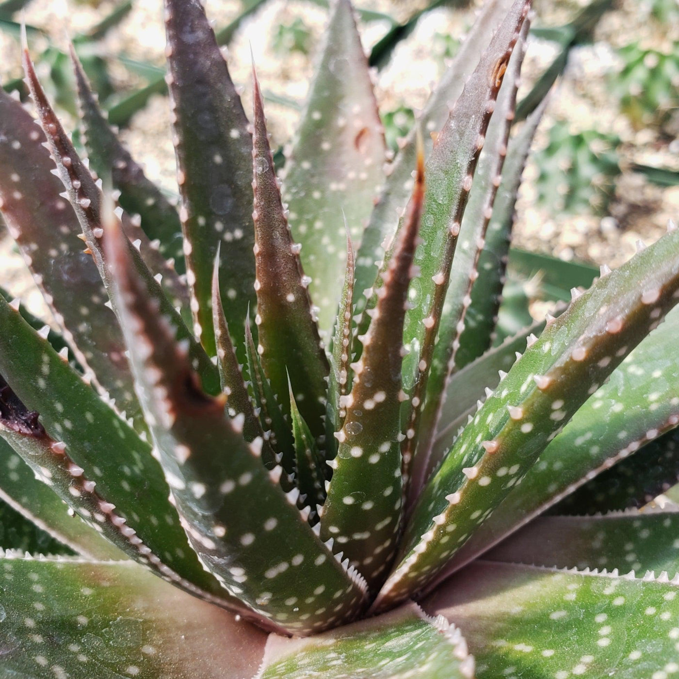 aloe vera looking plant with white spots Buy Aristaloe Aristata | Special Offers & Discounts