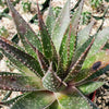 Aristaloe aristata hybrid