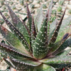 Aristaloe aristata hybrid