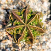 Astrophytum myriostigma Fukuryu