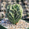 Astrophytum myriostigma Fukuryu