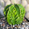 Astrophytum myriostigma Fukuryu