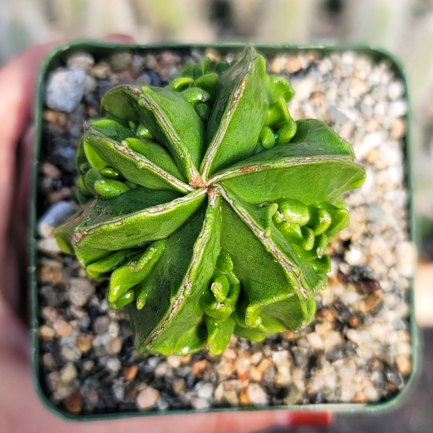 Astrophytum myriostigma Fukuryu