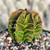 Astrophytum myriostigma Fukuryu