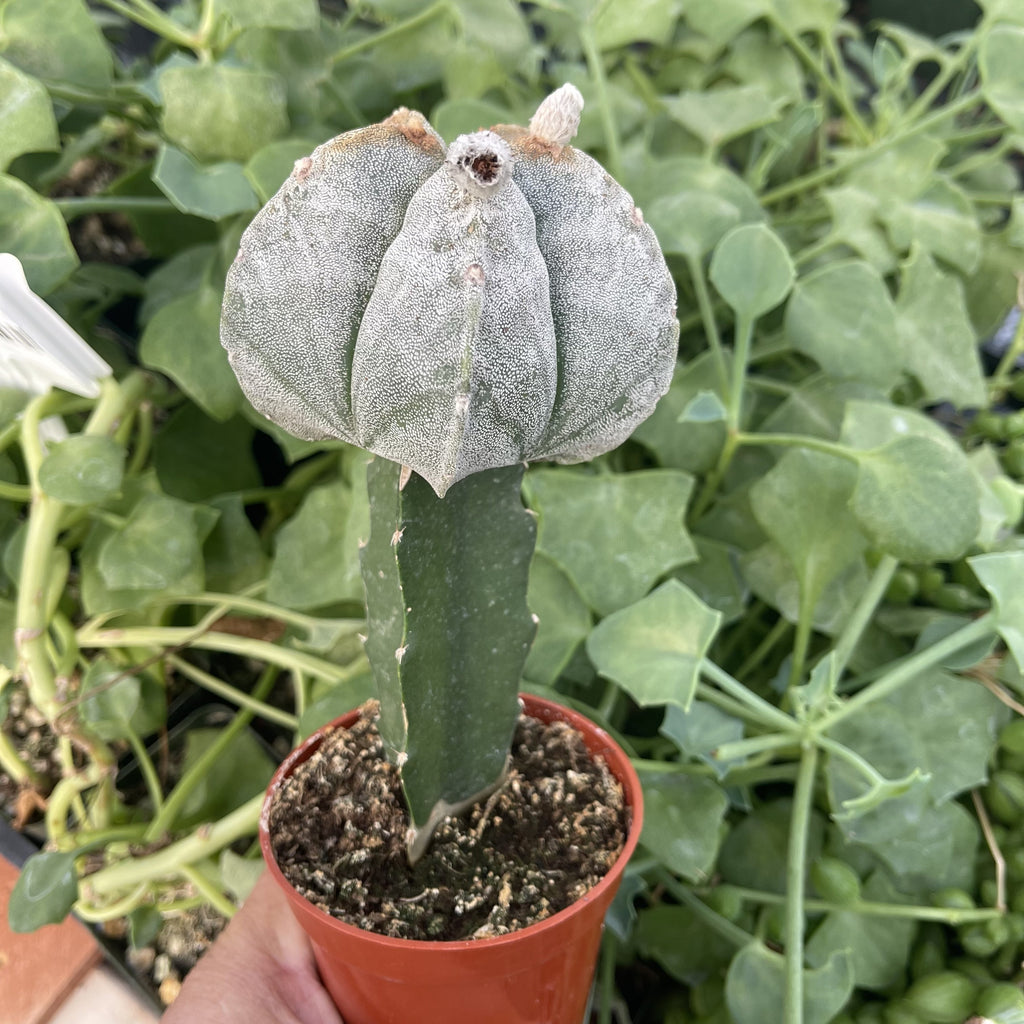 Grafted Astrophytum myriostigma
