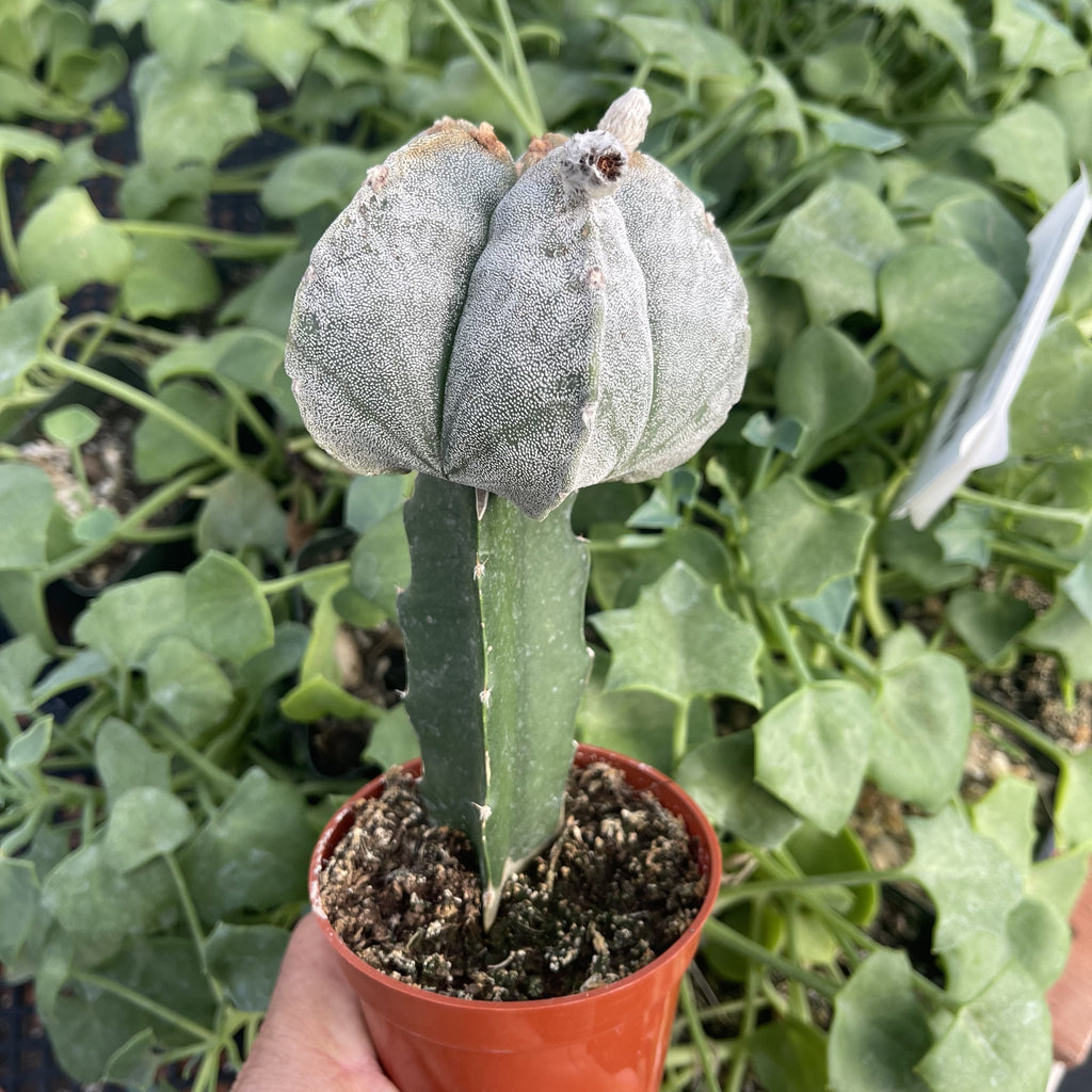 Grafted Astrophytum myriostigma