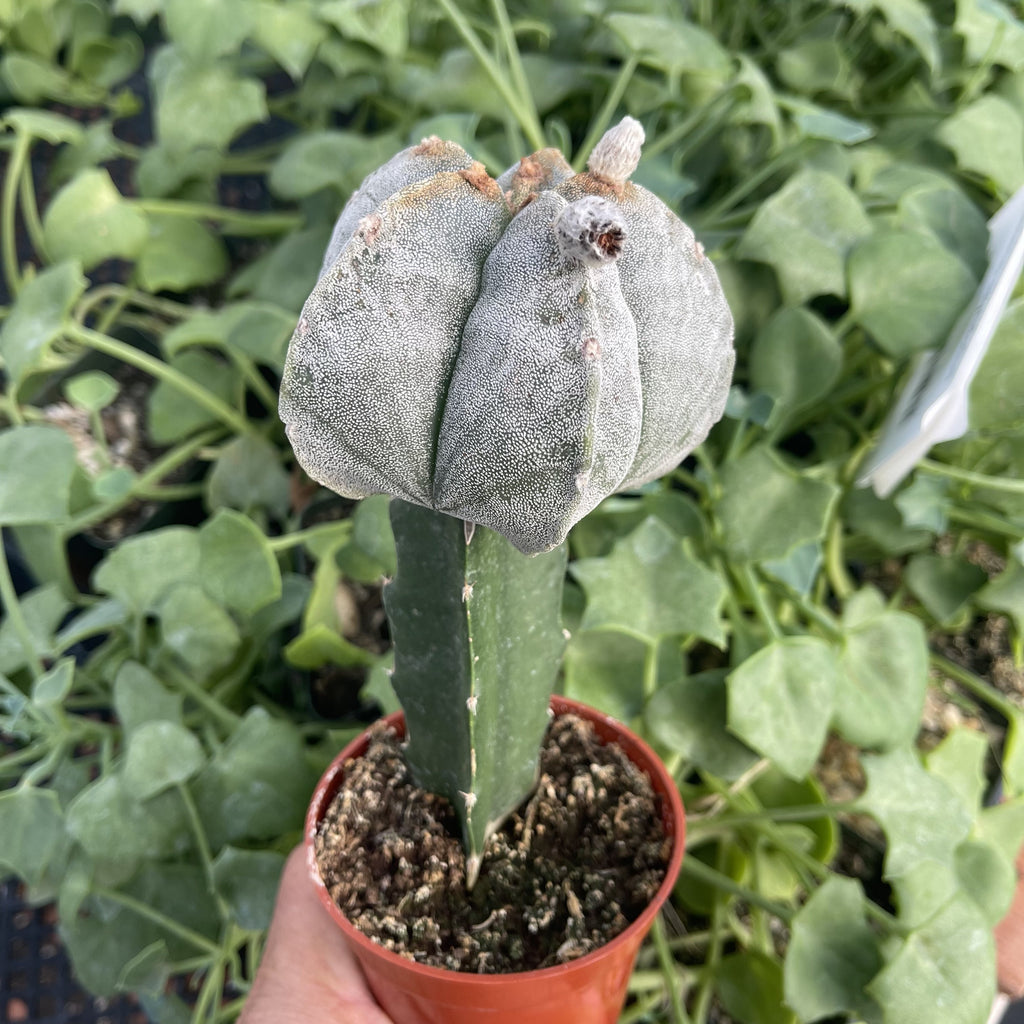 Grafted Astrophytum myriostigma