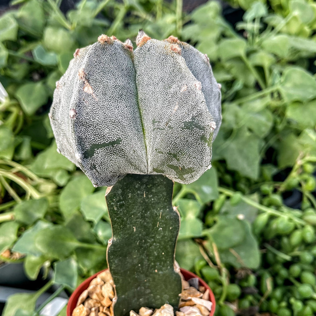 Grafted Astrophytum myriostigma