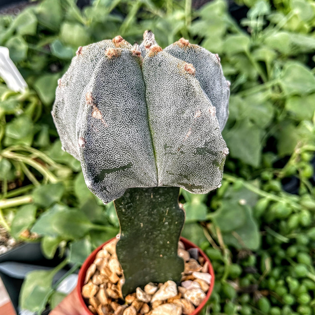 Grafted Astrophytum myriostigma