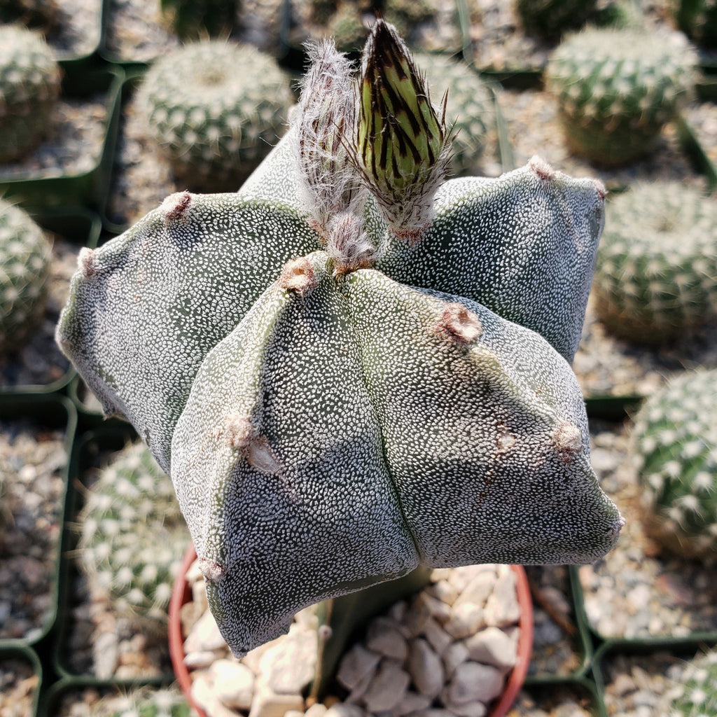 Grafted Astrophytum myriostigma