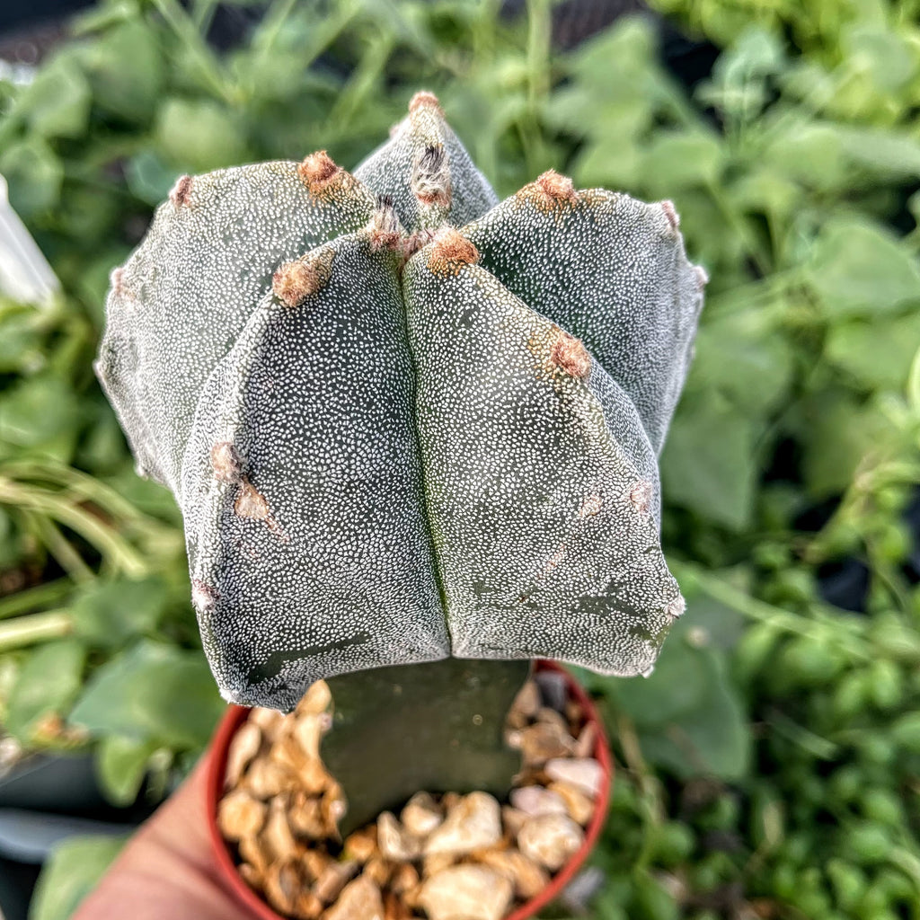 Grafted Astrophytum myriostigma