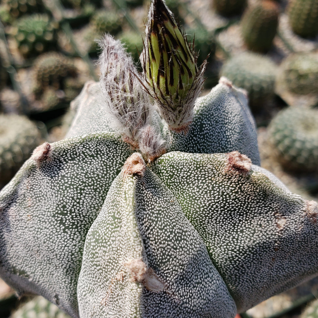 Grafted Astrophytum myriostigma