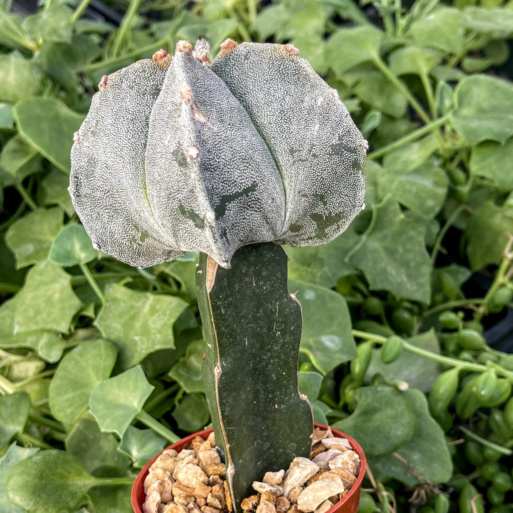 Grafted Astrophytum myriostigma