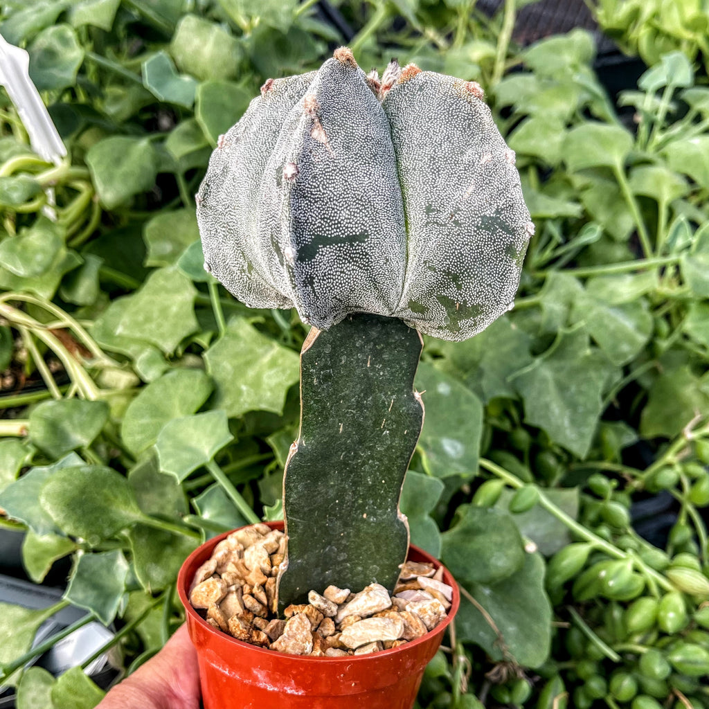 Grafted Astrophytum myriostigma