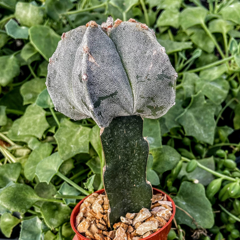 Grafted Astrophytum myriostigma