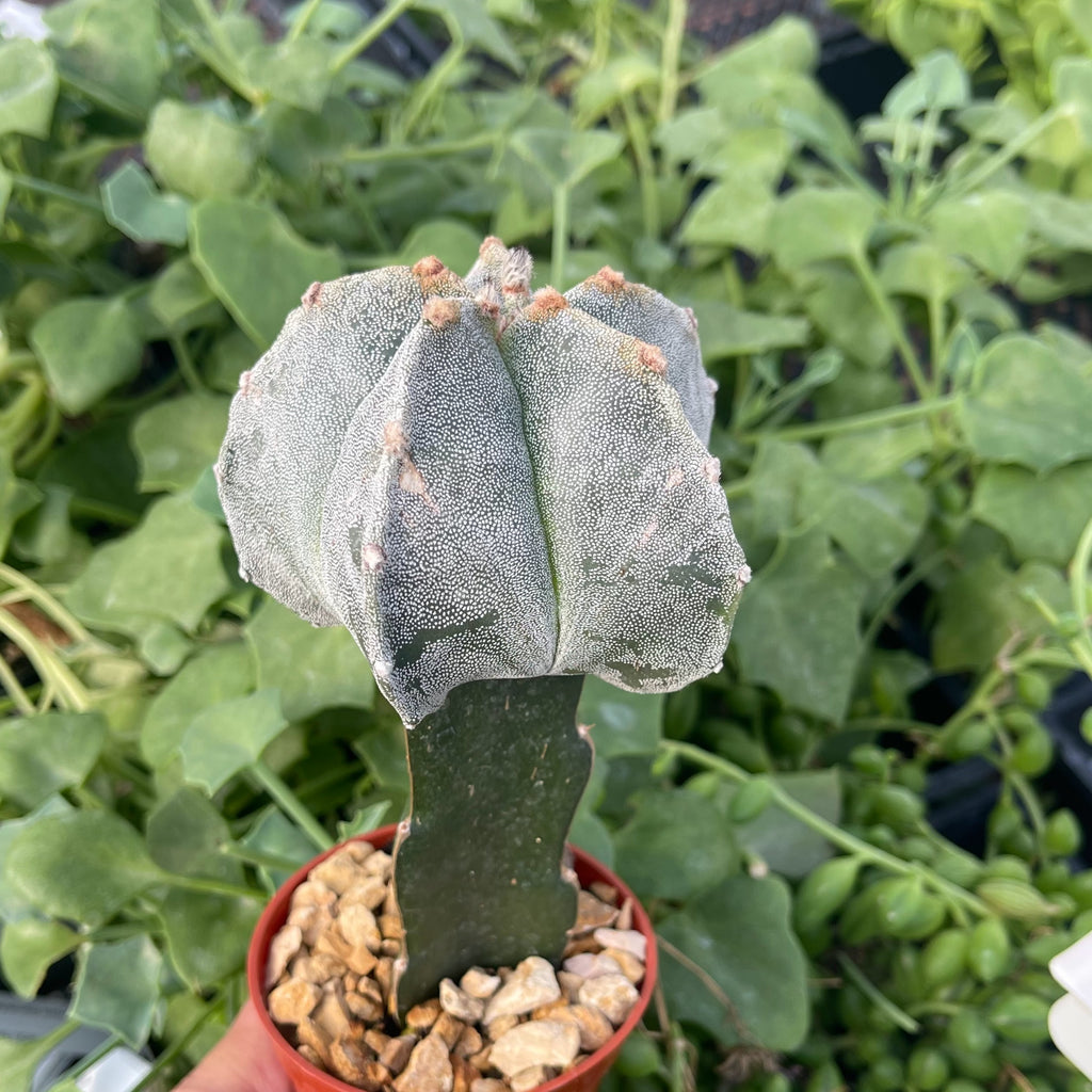 Grafted Astrophytum myriostigma