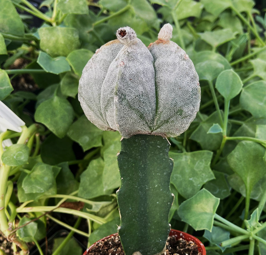 Grafted Astrophytum myriostigma