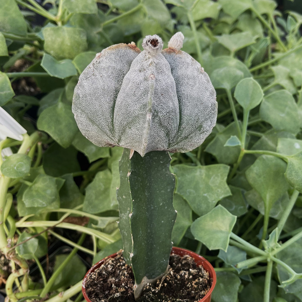 Grafted Astrophytum myriostigma