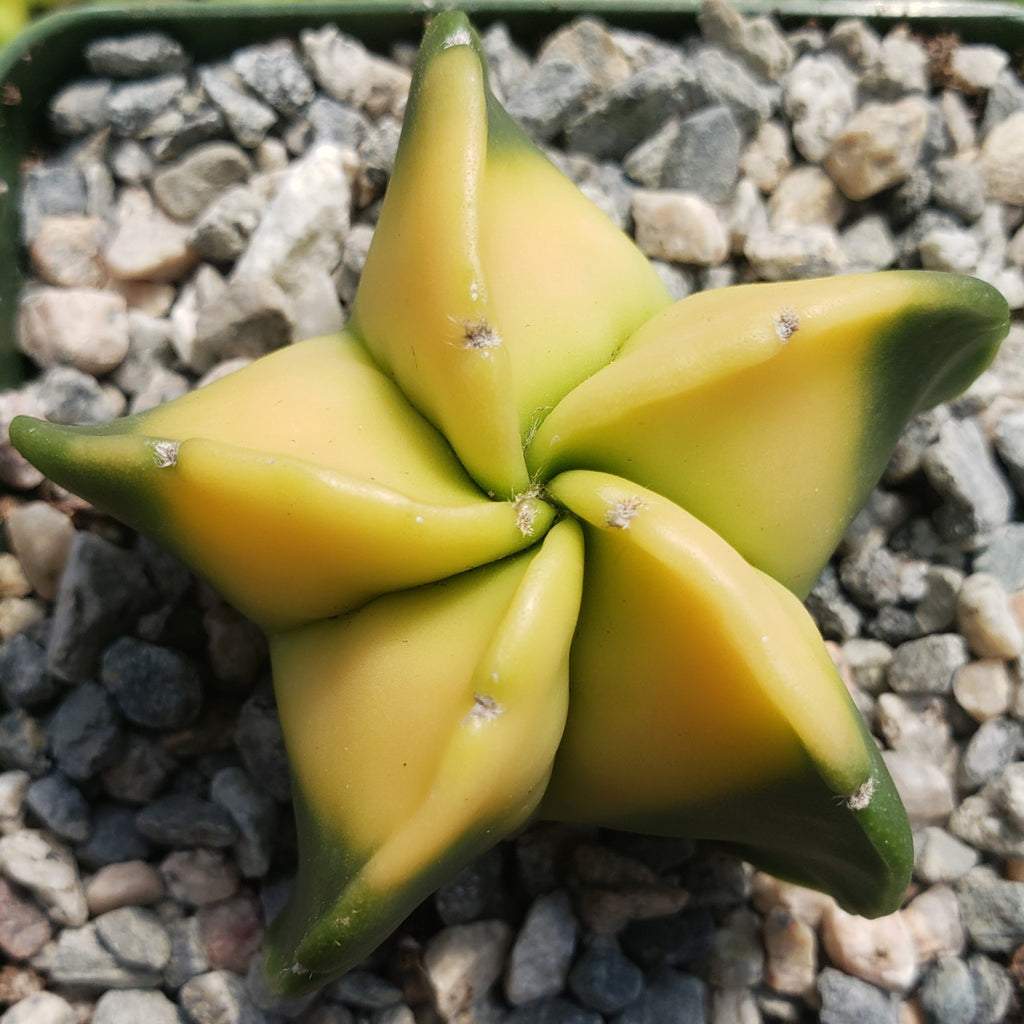 Astrophytum myriostigma nudum variegata