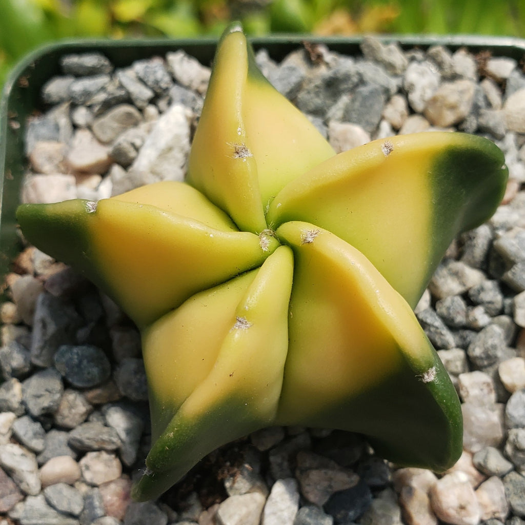 Astrophytum myriostigma nudum variegata