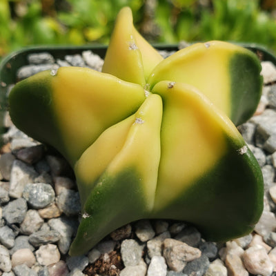 Astrophytum myriostigma nudum variegata