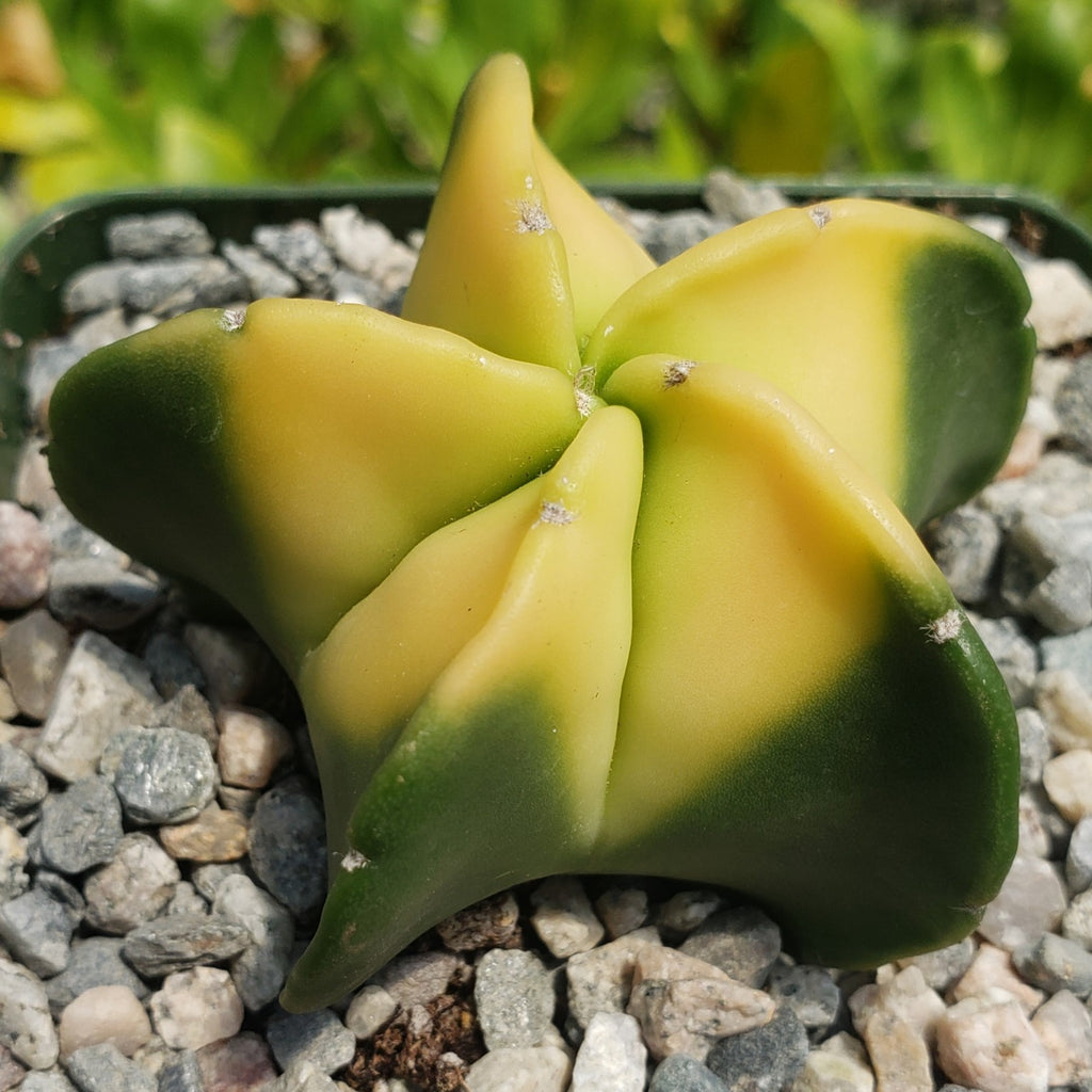 Astrophytum myriostigma nudum variegata