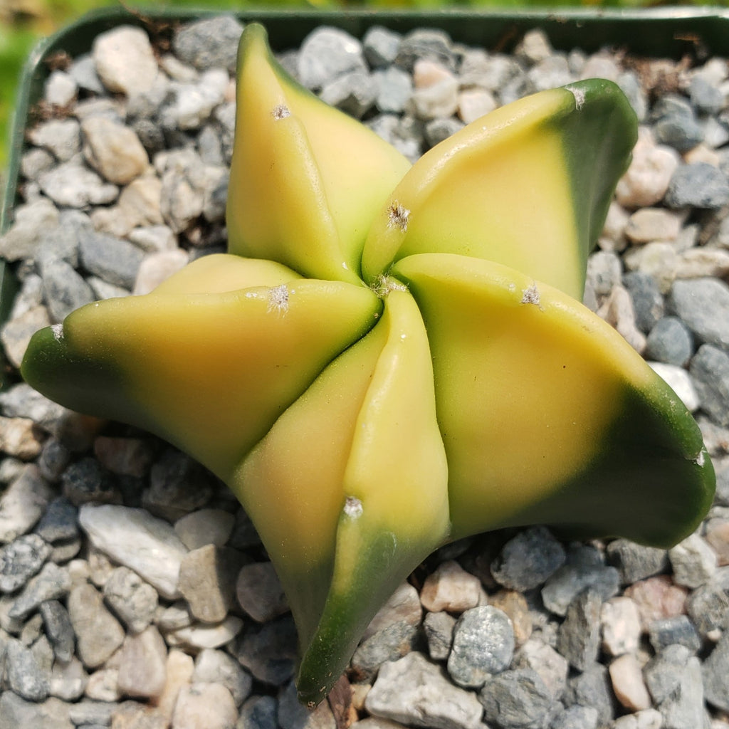 Astrophytum myriostigma nudum variegata
