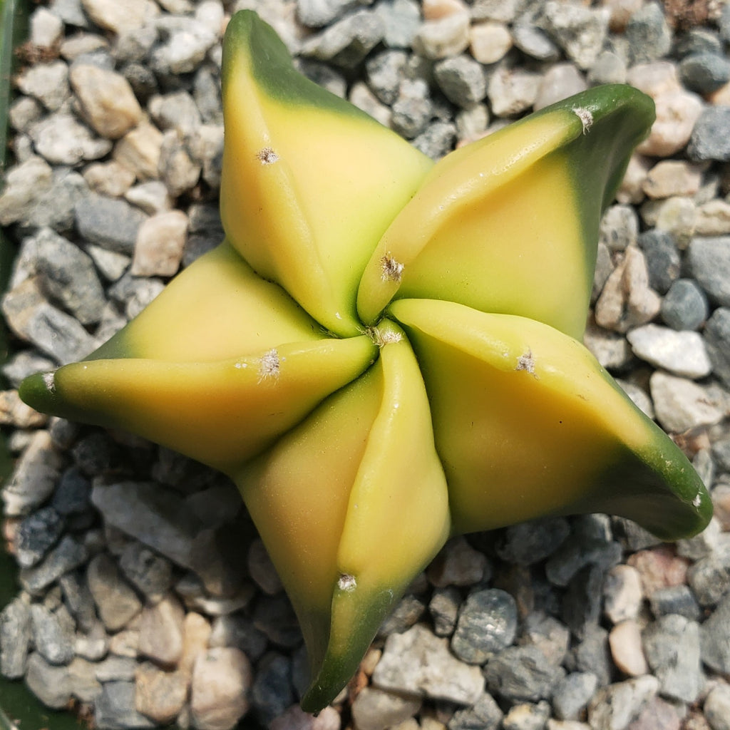 Astrophytum myriostigma nudum variegata