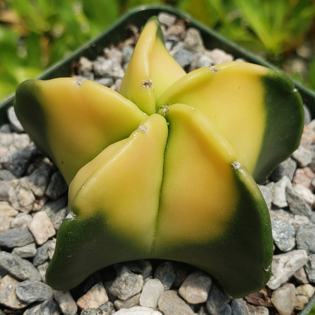Astrophytum myriostigma nudum variegata