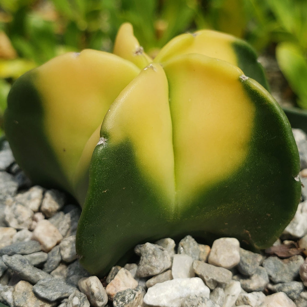 Astrophytum myriostigma nudum variegata