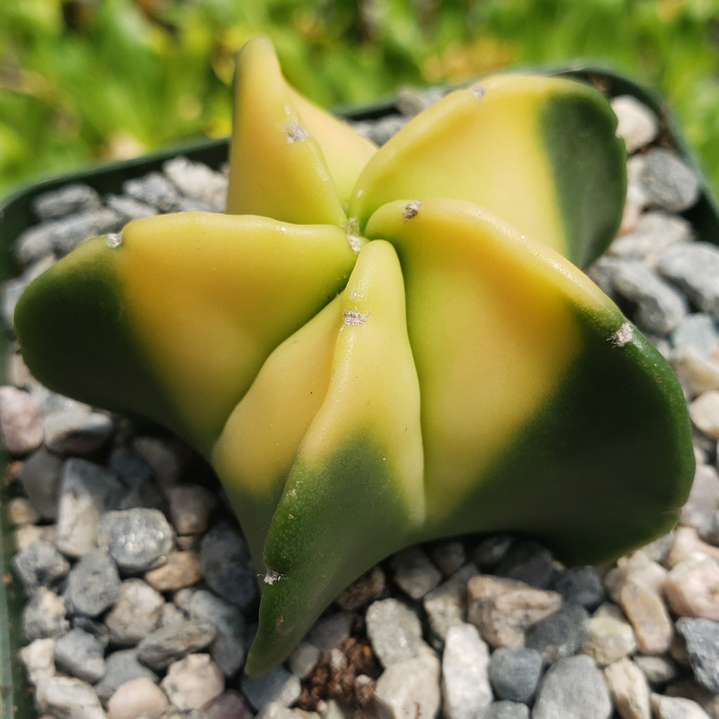 Astrophytum myriostigma nudum variegata
