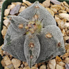 Astrophytum myriostigma tricostatum