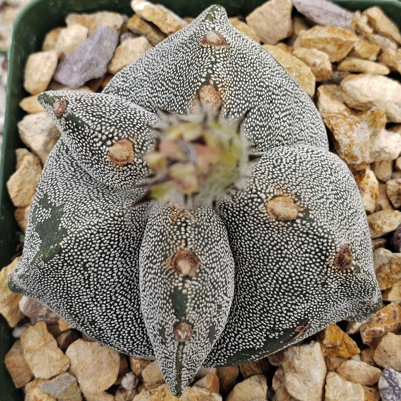 Astrophytum myriostigma tricostatum