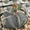 Astrophytum myriostigma tricostatum