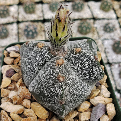 Astrophytum myriostigma tricostatum