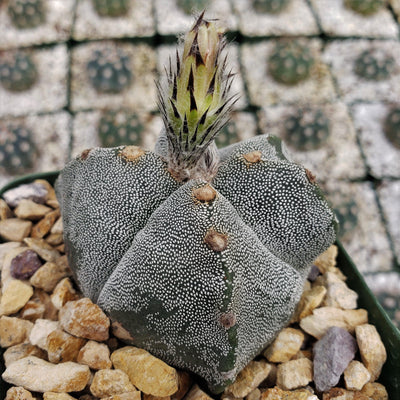 Astrophytum myriostigma tricostatum