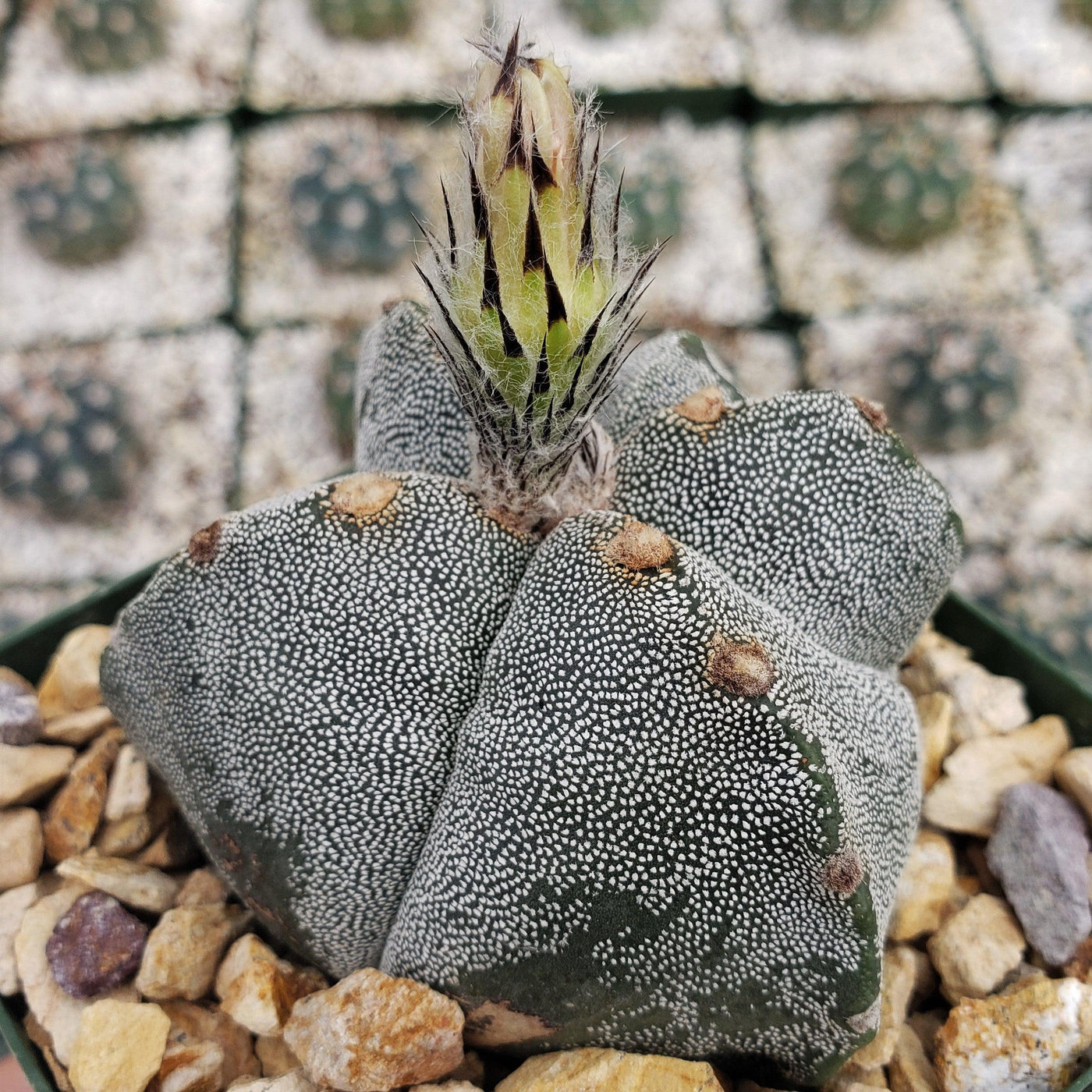 Astrophytum myriostigma tricostatum