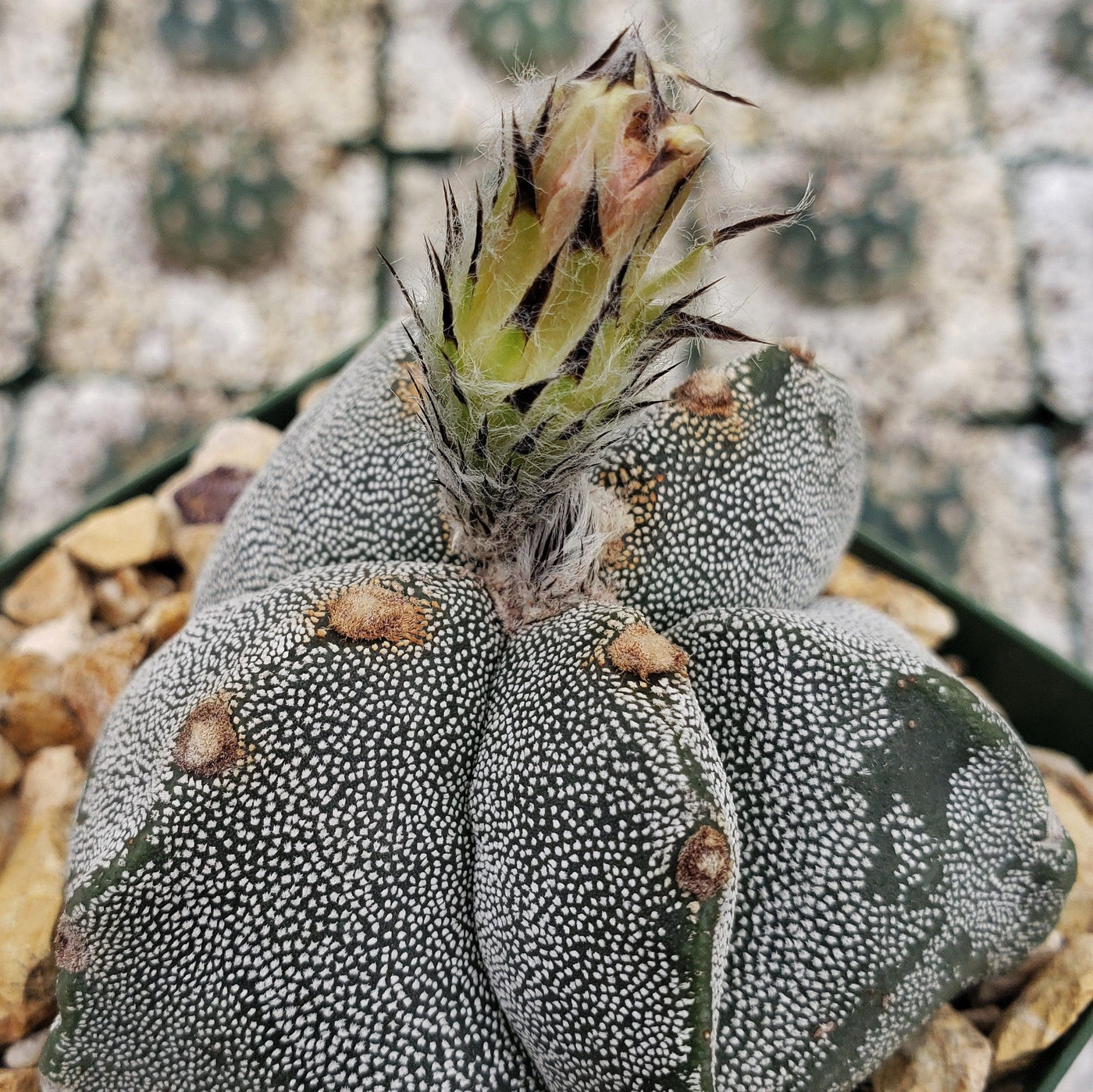 Astrophytum myriostigma tricostatum