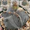 Astrophytum myriostigma tricostatum