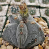 Astrophytum myriostigma tricostatum