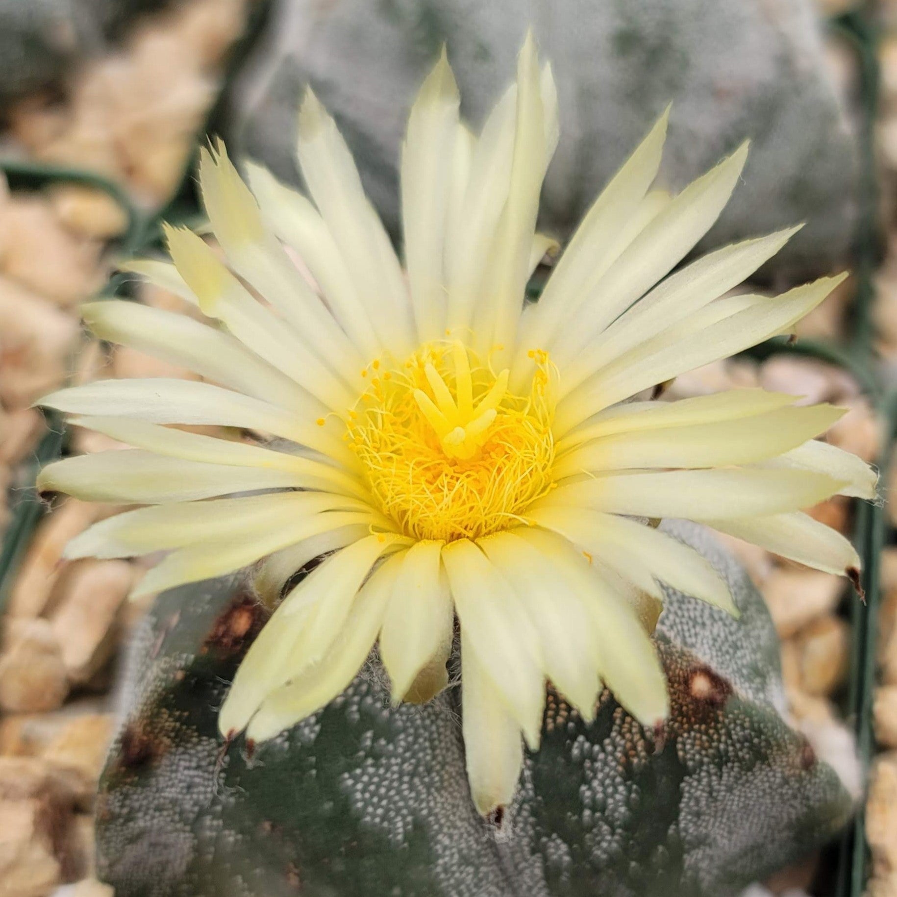 Astrophytum myriostigma tricostatum