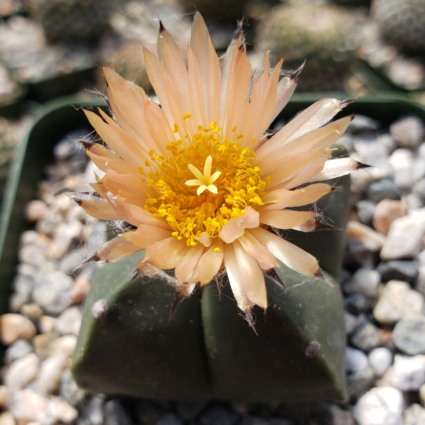 Astrophytum Myriostigma Var Nudum Planet Desert astrophytum-myriostigma-var-nudum-planet-desert