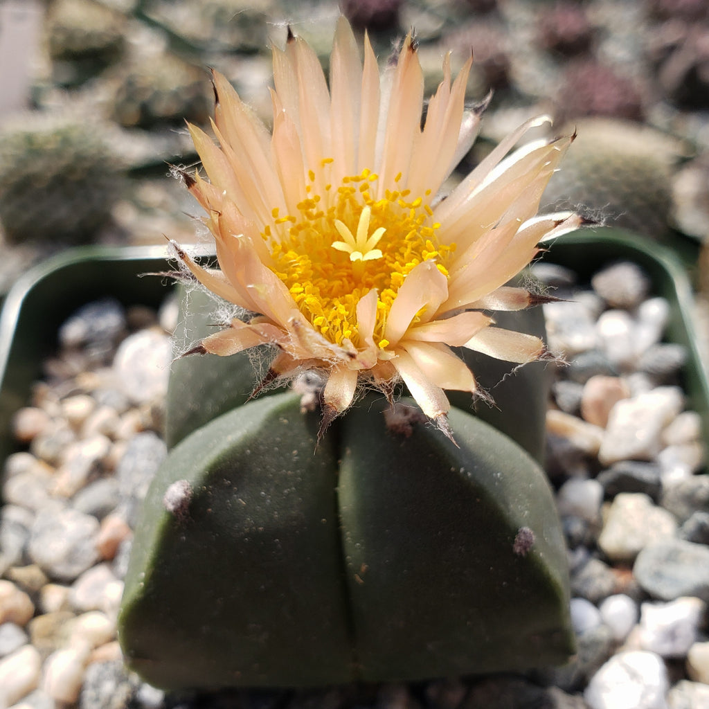 Astrophytum myriostigma var. nudum