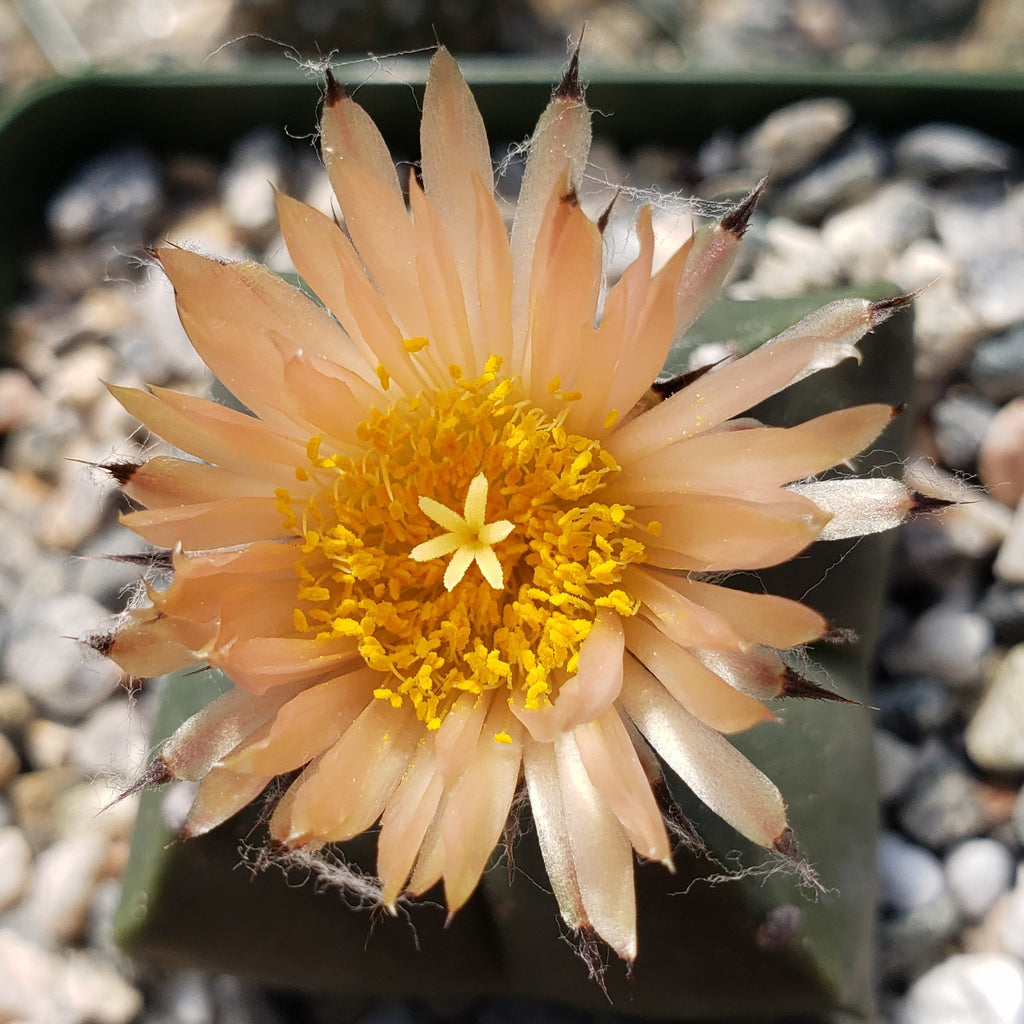 Astrophytum myriostigma var. nudum