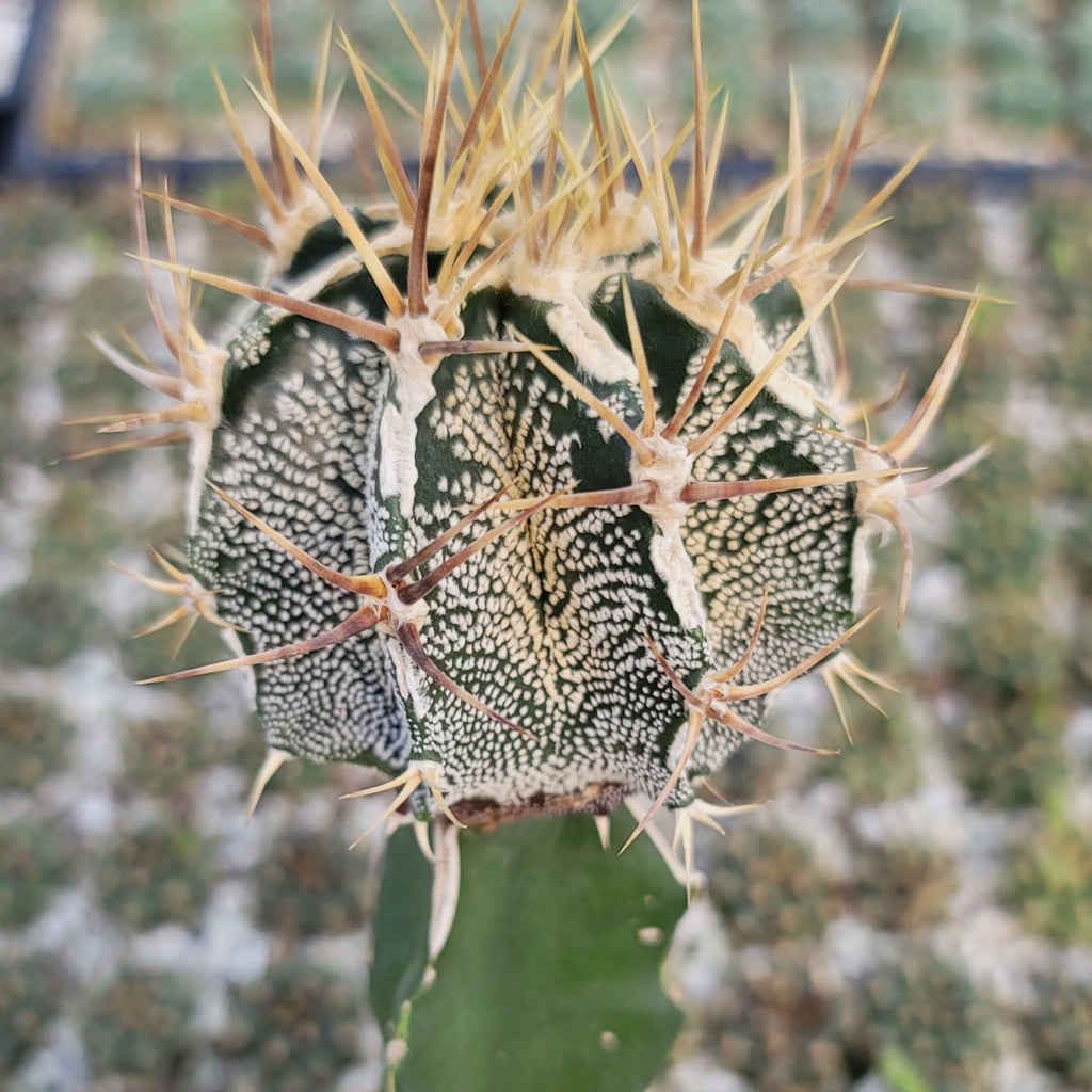 Grafted Astrophytum ornatum