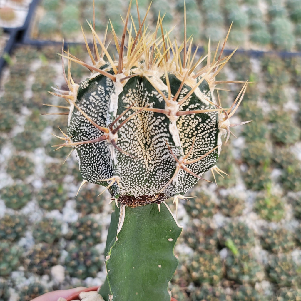 Grafted Astrophytum ornatum