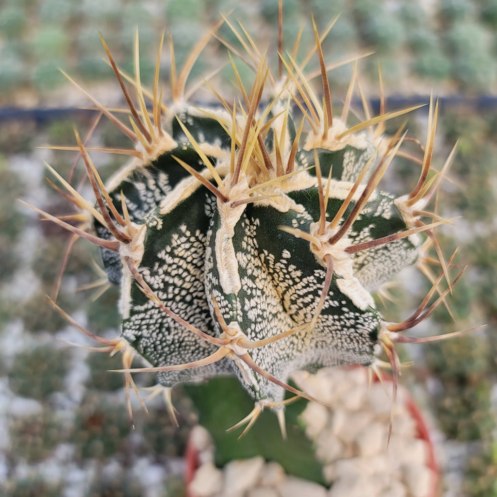 Grafted Astrophytum ornatum