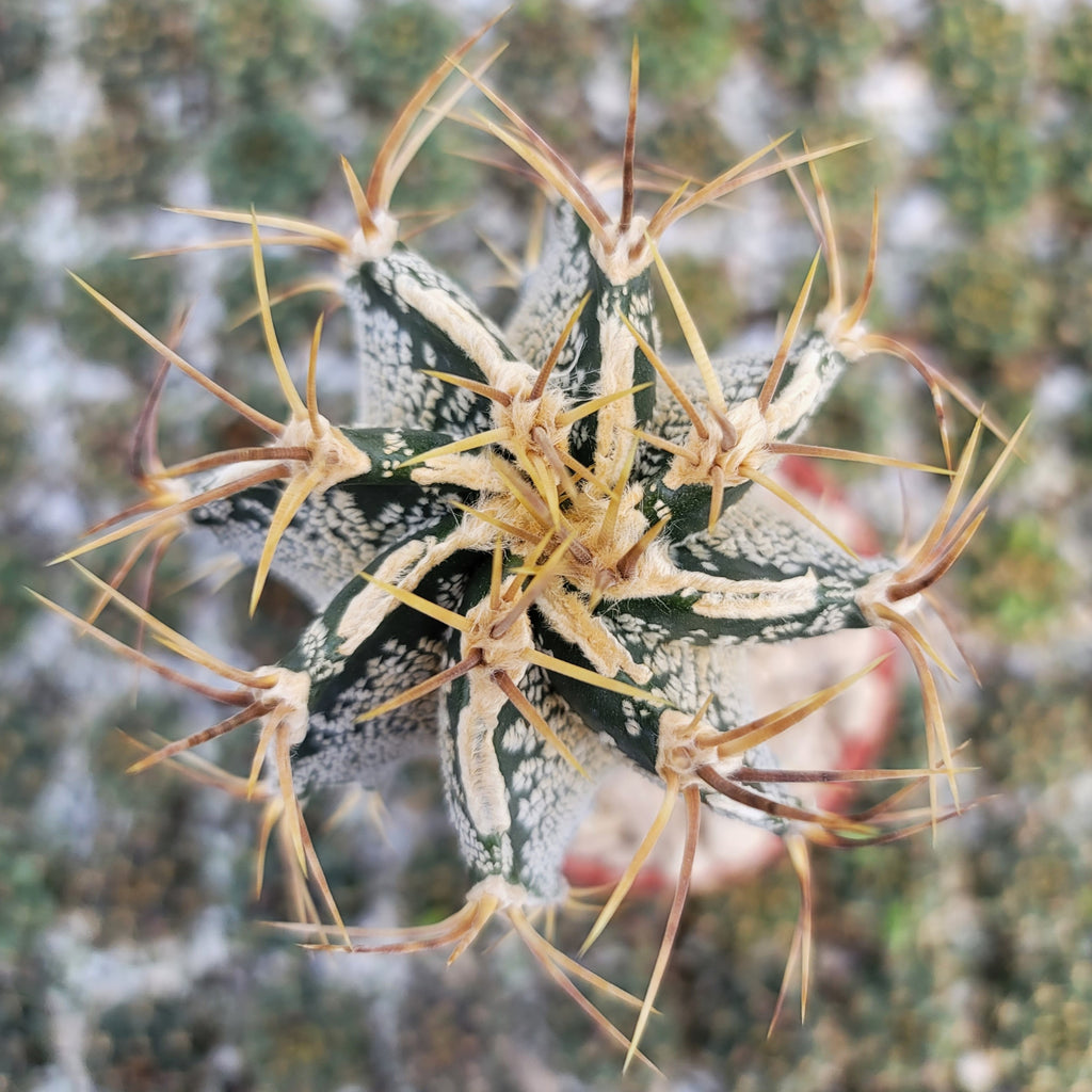 Grafted Astrophytum ornatum