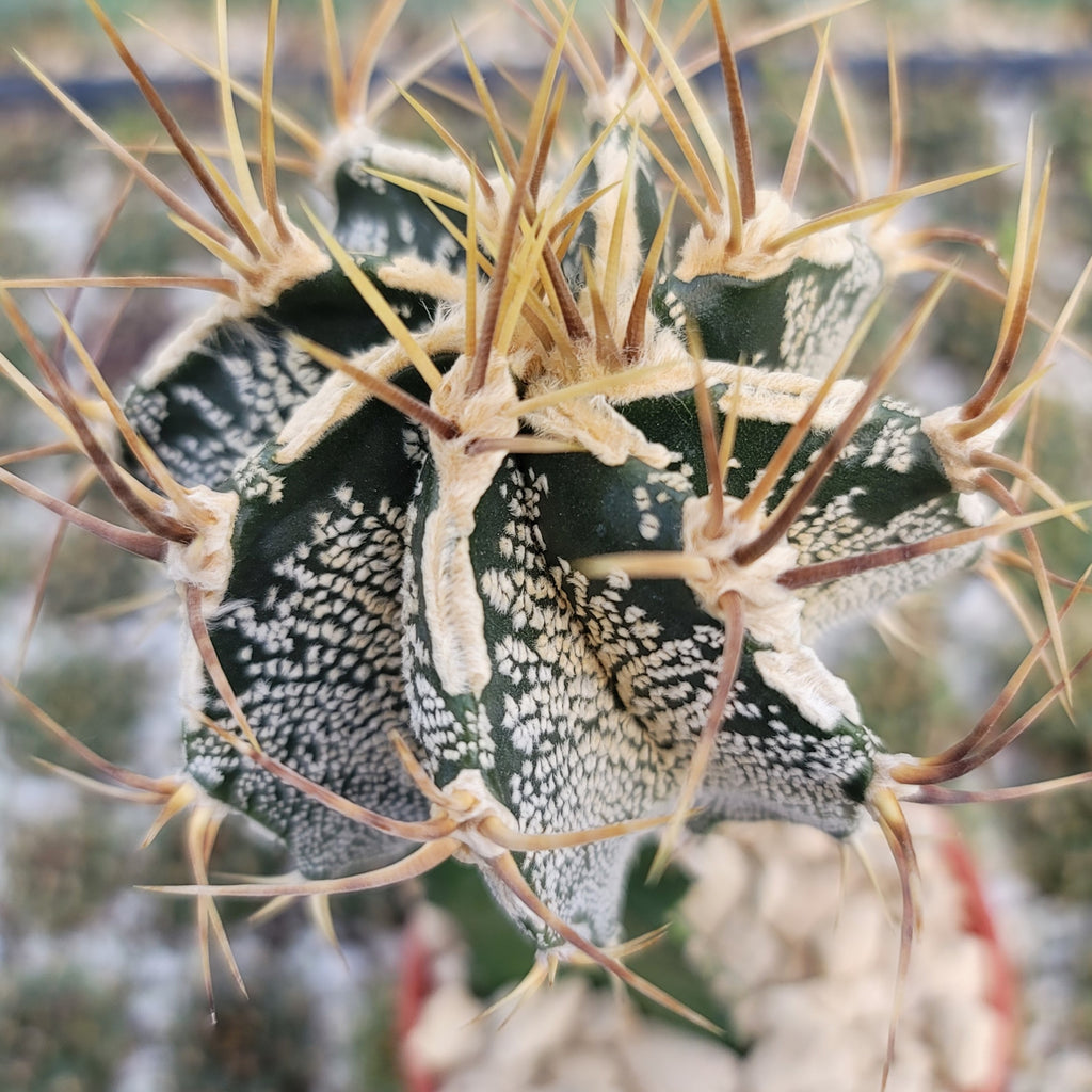 Grafted Astrophytum ornatum